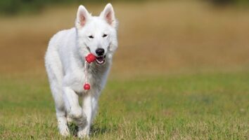 Can our dogs communicate with us? How to give our dogs choices and enrich their lives