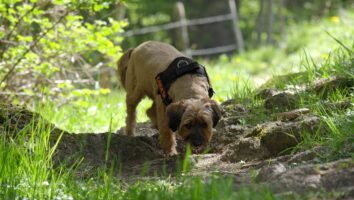 Scent Training for Dogs