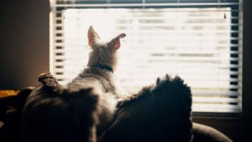 Tips for Helping Your Dog with Separation Anxiety