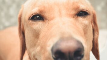 Rückwärtsniesen beim Hund: Ursachen & Behandlung