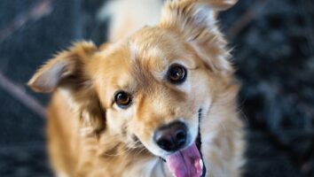 Canine Hormone-Responsive Urinary Incontinence