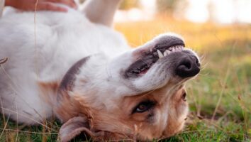 What happens when my pet has their teeth cleaned?