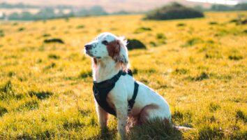 How to Find the Right Dog Trainer