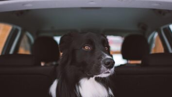 Domestic Travel Guide for Dog Lovers