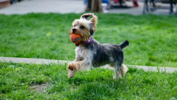 Patellaluxation beim Hund - Symptome und Behandlung