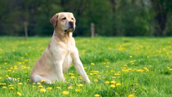 Everything You Need to Know About Vomiting in Dogs