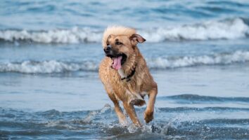 Can Dogs Get Sick From Drinking Too Much Water?