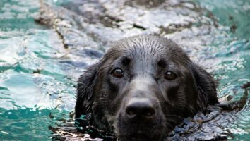 The Power of Water! Hydrotherapy for Pets