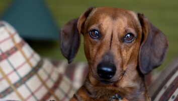 Pinnal Vasculitis: Why are my dog's ears crusty?