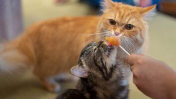 What are cat food allergies?
