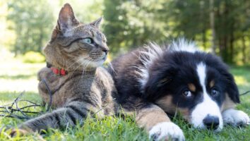 Auftragen von Spot On-Medikamenten bei Hunden und Katzen