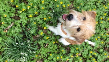 3 saker du kan göra tillsammans med din hund i påsk