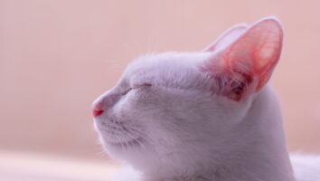 What are aural haematomas of dogs and cats?