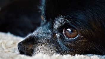 Enucleation Surgery: What to Expect if Your Pet Loses an Eye
