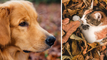 7 ting som er uheldig for ditt dyr på høsten