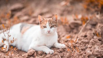 Die Trächtigkeit bei deiner Katze: Anzeichen, Dauer und Verlauf