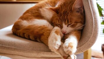 Smitsom bughindebetændelse (FIP) hos katte