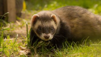 Treating and Preventing Fleas in Ferrets