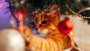 Weihnachten mit Katze: 8 Gefahrenquellen & Sicherheitstipps