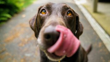 Fish Oil Supplements for Dogs