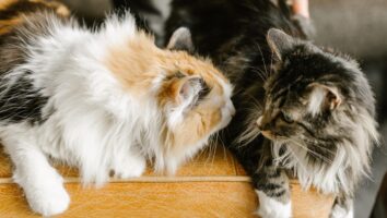 Flea Anemia in Dogs and Cats
