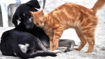 How to Prevent Flystrike in Dogs and Cats