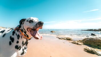 Gallbladder Disease in Dogs