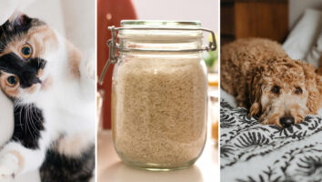 Gastrointestinal Diets for Dogs and Cats