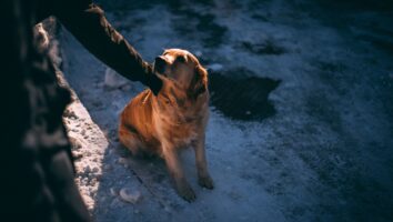 9 viktige vintertips til deg med hund