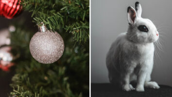 Help! My rabbit has eaten needles from our Christmas tree, is it dangerous?