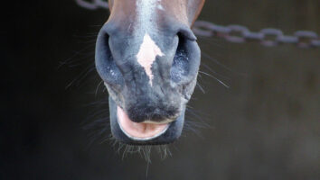 Hevosen tavallisimpia hammasongelmia