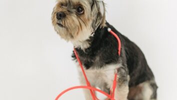Your Pet’s Heart: A Guide to Understanding Heart Health in Dogs and Cats