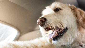Heat stroke in dogs - what signs should you look out for?