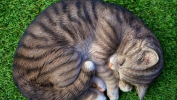 Schilddrüsenüberfunktion bei Katzen: Symptome & Infos