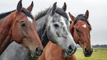 Coronavirus hos häst - 7 expertsvar om hästens coronavirus