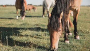 Zecken beim Pferd und welche Erkrankungen übertragen werden können
