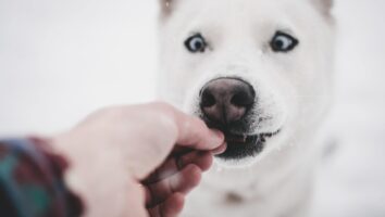 How to Give Your Dog Oral Medication