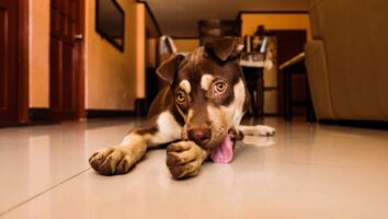 How to Stop Your Pet from Licking Their Wounds