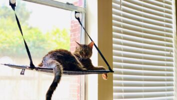 Pros and cons of keeping a cat indoors