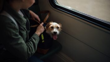 Matkustaminen ulkomaille koiran kanssa