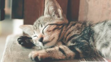 Common Causes of Itchy Ears in Cats