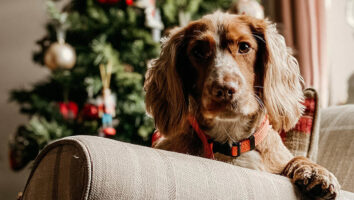 Weihnachten mit Hund: Gefahren & Sicherheitstipps