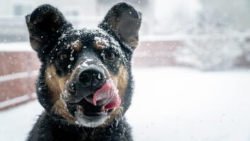Can dogs eat ice?