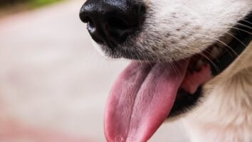 Kennel cough in dogs