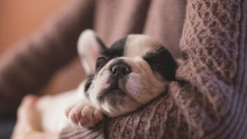 Zwingerhusten beim Hund: Symptome, Behandlung & Impfung