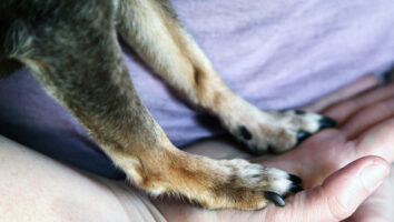 Nail clipping - how to cut your dog's claws