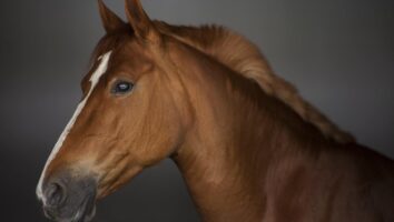Kotledsinflammation (artrit) hos häst - symptom och behandling