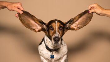 What are the most common ear problems in dogs?