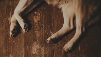 Lahmheit beim Hund: Was tun? Symptome & Behandlung