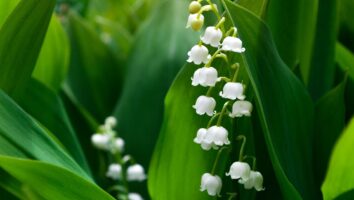 Poisonous Plants for Dogs and Cats: Lily of the Valley